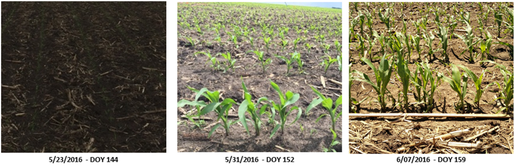 A side-by-side comparison of corn growth at days 144, 152, and 159.