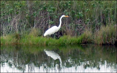 L-31W canal at the eastern boundary of Everglades National Park