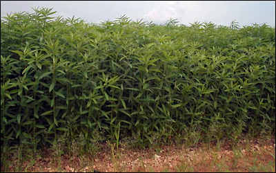 Sunn hemp grown on the experimental plots at TREC