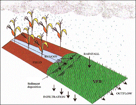 Typical components in VFS filtering of surface runoff