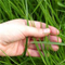 hand in turfgrass