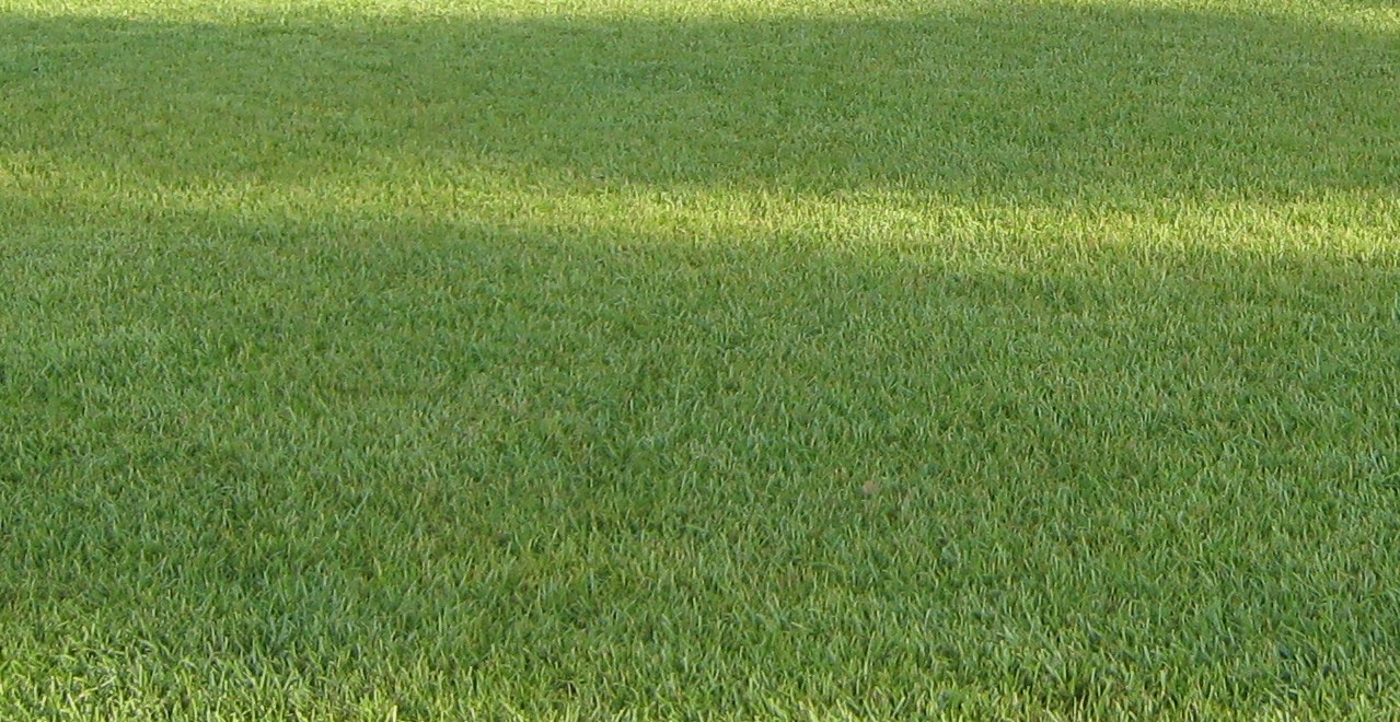 Centipedegrass