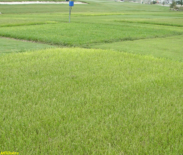 Bahiagrass