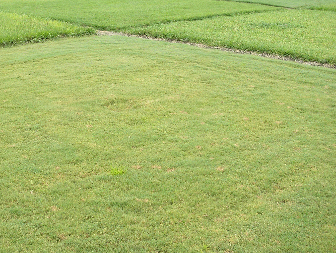 Bermudagrass