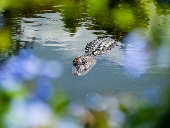 A gator swimming in a pond.