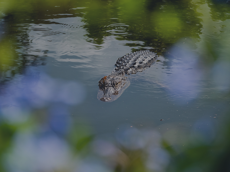 Photo of an alligator's head peeking out from the water's surface at a lake on UF campus.