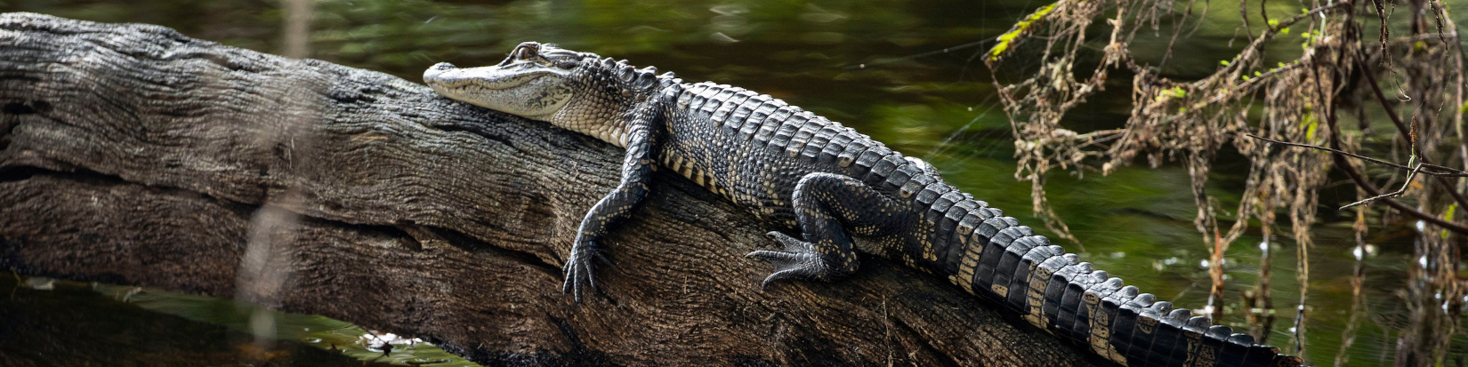 An image of a gator resting on a log.