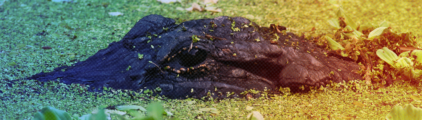 An alligator swiming in algae.