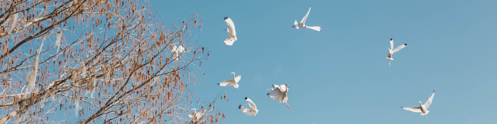 An image of birds flying near a tree.