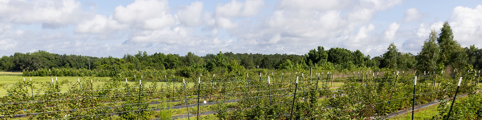 Rows of blackberry bushes at the North Florida Research and Education Center in Quincy. Photo taken 06-18-25