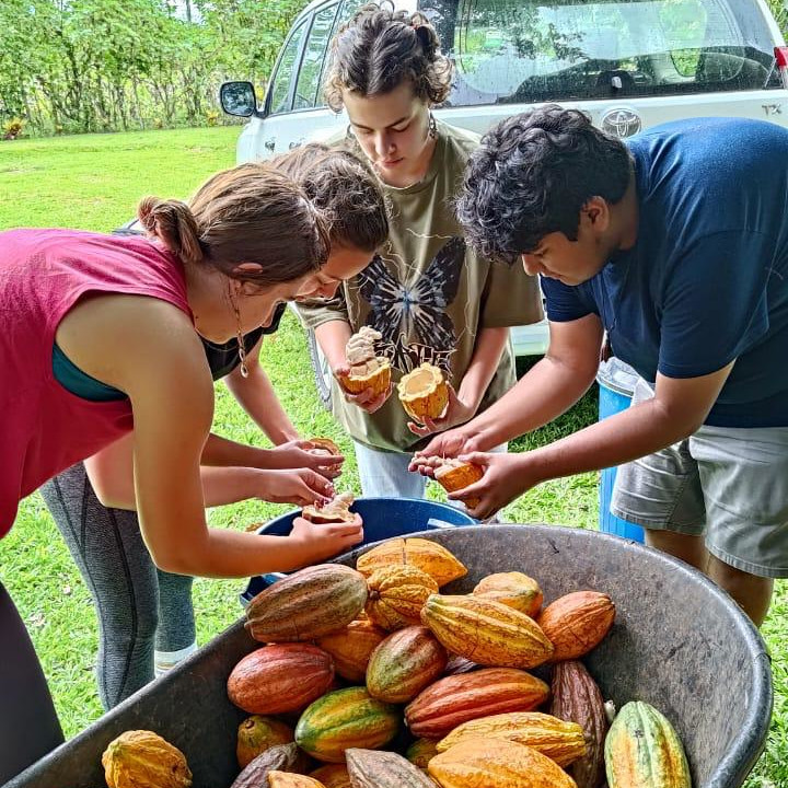 A group of students extracting cacao beans from pods.