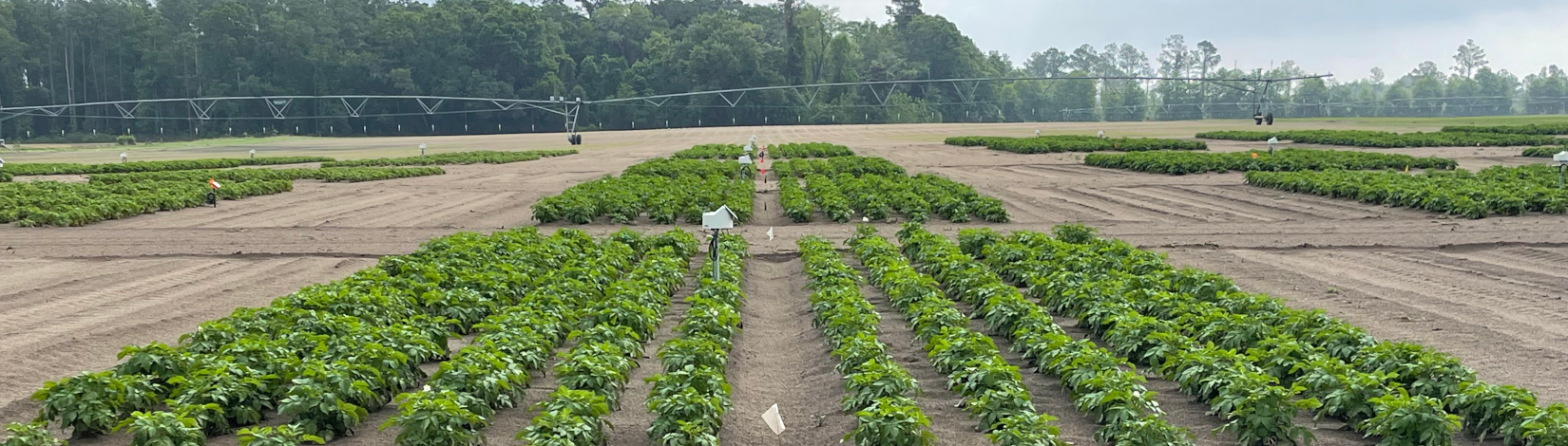 A landscape view of a crop.