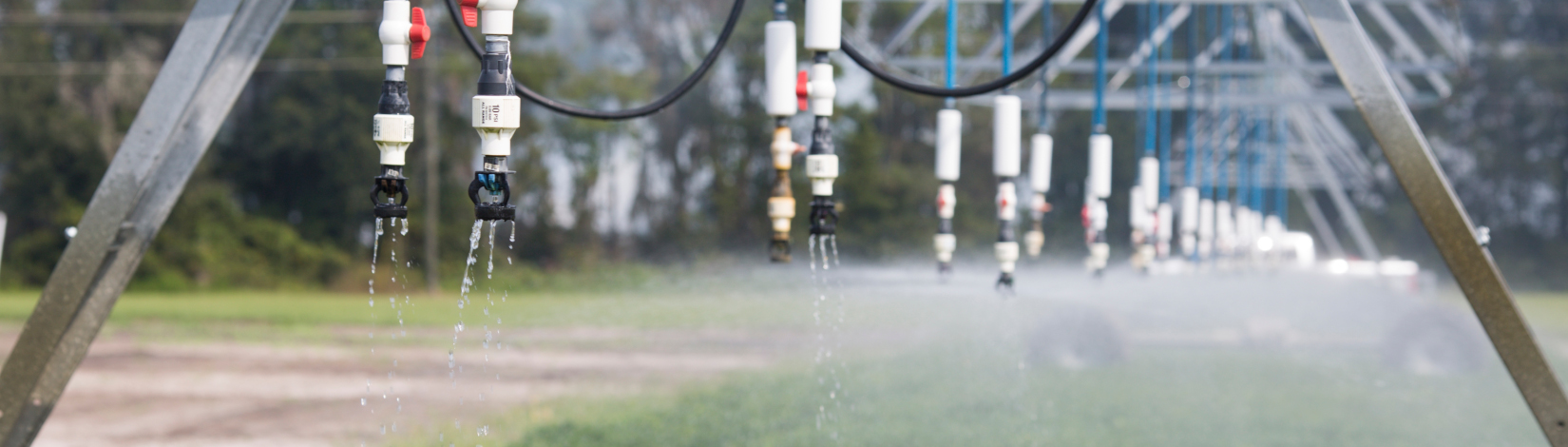 Sprinkler heads of a linear irrigation system irrigating crops at the North Florida Research and Education Center in Live Oak, Florida.  Photo taken 09-21-17