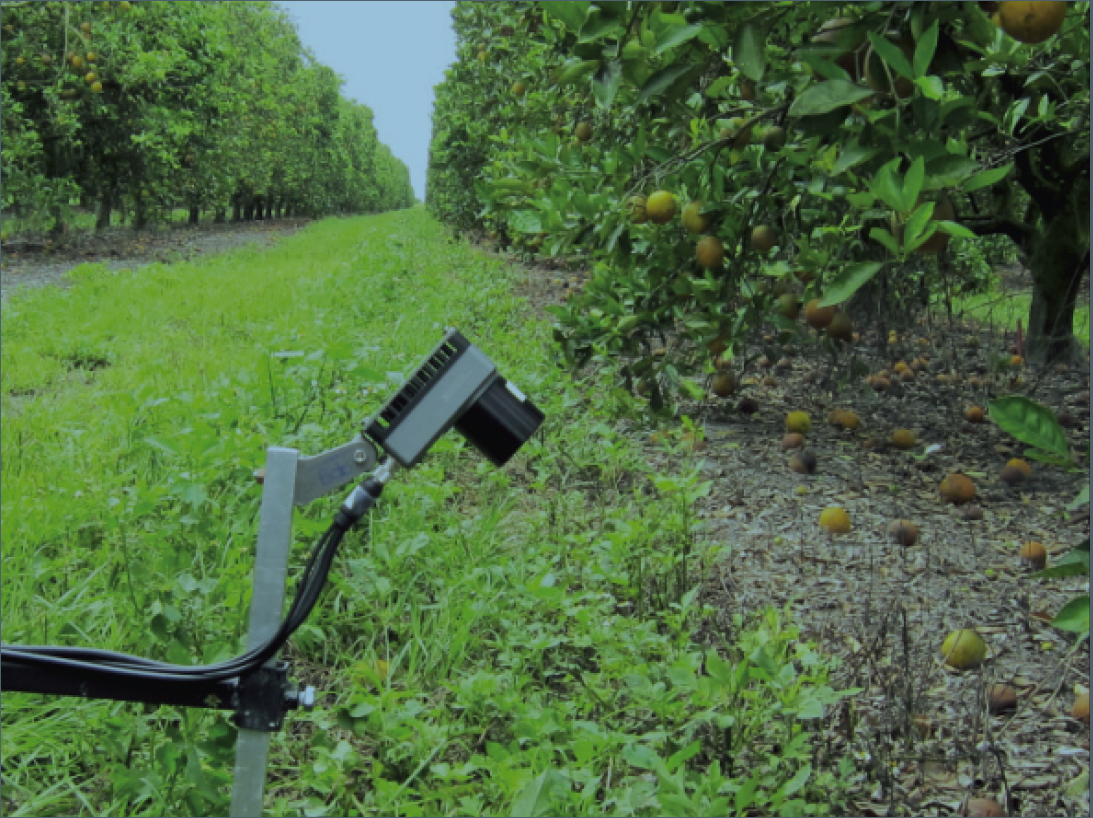 Citrus Greening Detection sensor